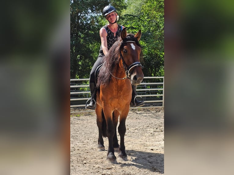 Cob Gelding 3 years 14,2 hh Brown in Bad Camberg