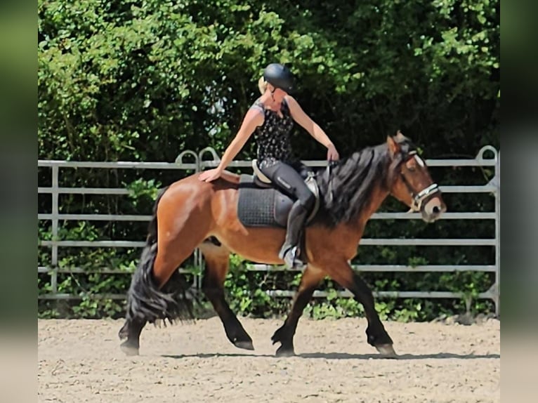 Cob Gelding 3 years 14,2 hh Brown in Bad Camberg