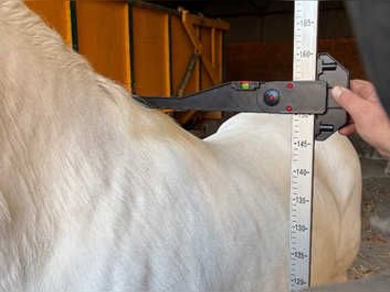 Cob Mix Gelding 3 years 14 hh Grey in Lisbon