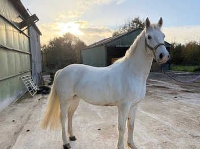 Cob Mix Gelding 3 years 14 hh Grey in Lisbon