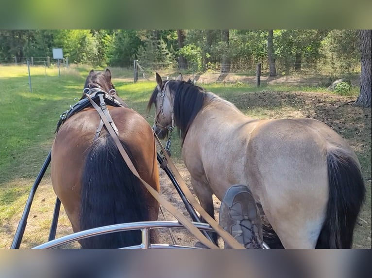 Cob Gelding 3 years 14,2 hh Buckskin in Lychen