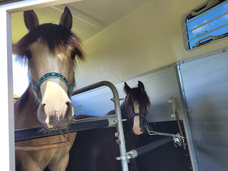 Cob Gelding 3 years 14,2 hh Buckskin in Lychen