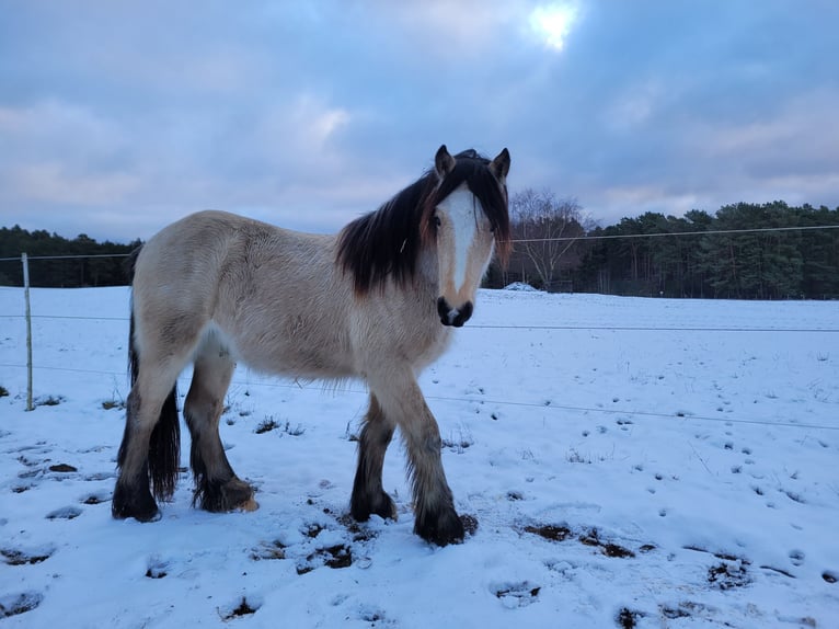 Cob Gelding 3 years 14,2 hh Buckskin in Lychen
