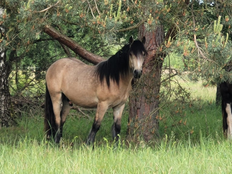 Cob Gelding 3 years 14,2 hh Buckskin in Lychen