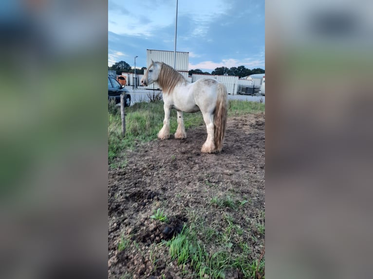 Cob Gelding 3 years 15,2 hh Gray in Enter