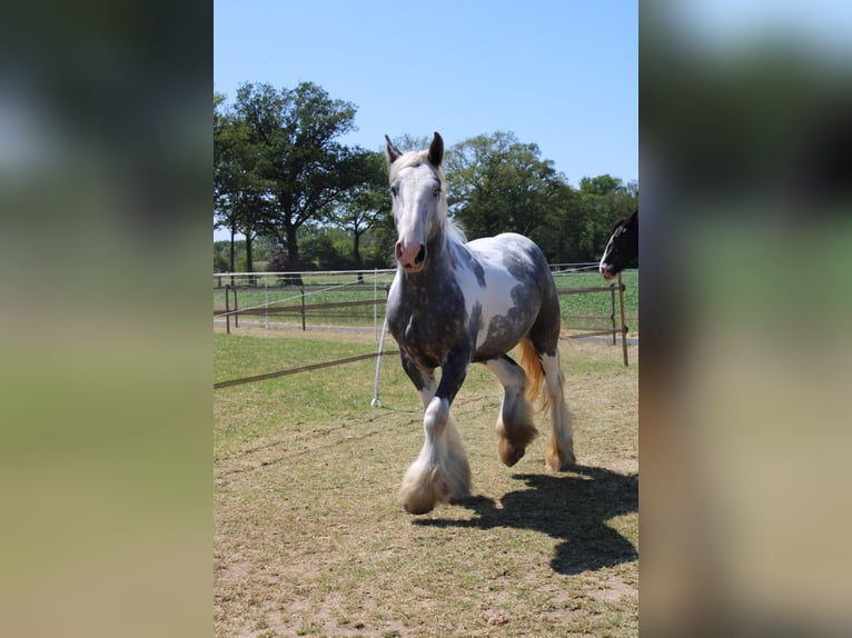 Cob Gelding 3 years 15,2 hh Gray in Enter