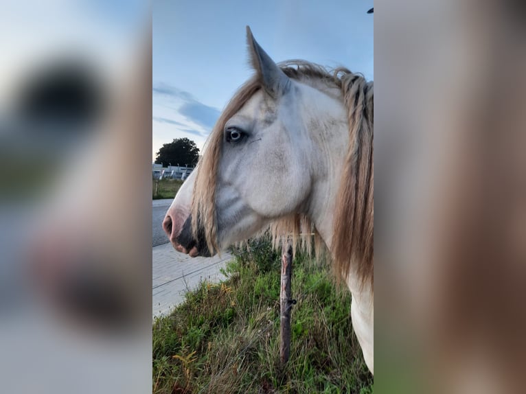 Cob Gelding 3 years 15,2 hh Gray in Enter