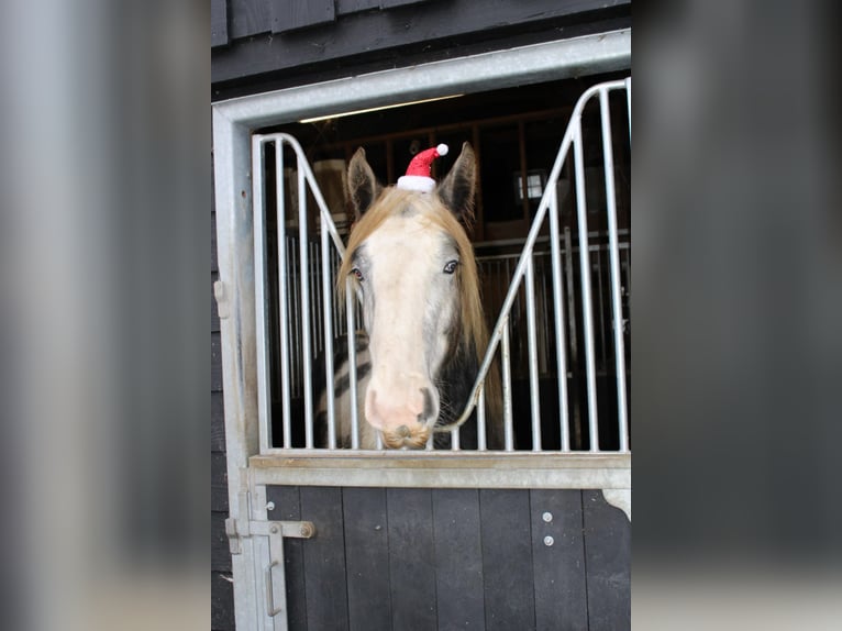 Cob Gelding 3 years 15,2 hh Gray in Enter