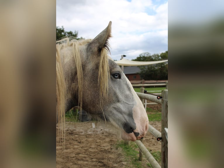 Cob Gelding 3 years 15,2 hh Gray in Enter