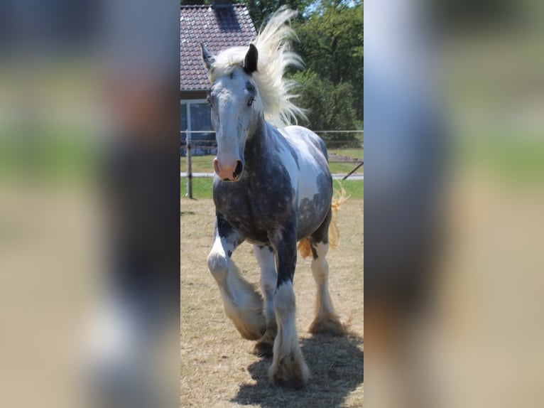 Cob Gelding 3 years 15,2 hh Gray in Enter