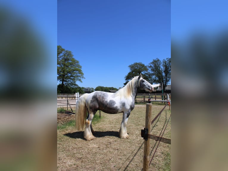 Cob Gelding 3 years 15,2 hh Gray in Enter