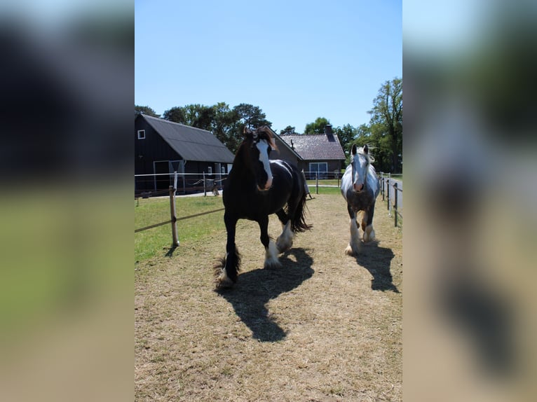 Cob Gelding 3 years 15,2 hh Gray in Enter