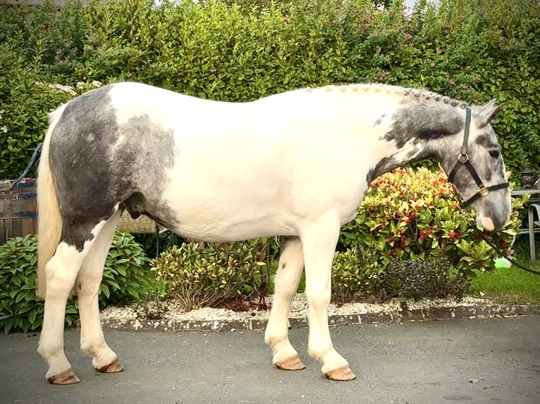 Cob Gelding 3 years 15 hh Gray-Dapple in Dundalk