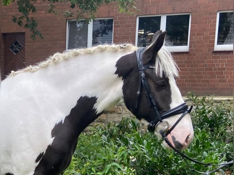 Cob Gelding 3 years 15 hh Pinto in Hopsten