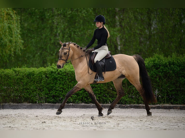 Cob Gelding 3 years 15,1 hh Dun in Kicin