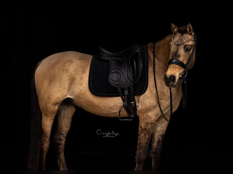 Cob Gelding 3 years 15,1 hh Dun in Kicin
