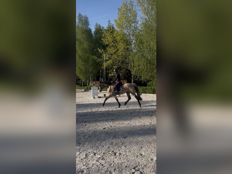 Cob Gelding 3 years 15,1 hh Dun in Kicin