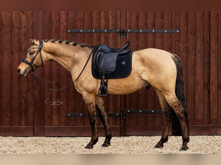 Cob Gelding 3 years 15,1 hh Dun in Kicin