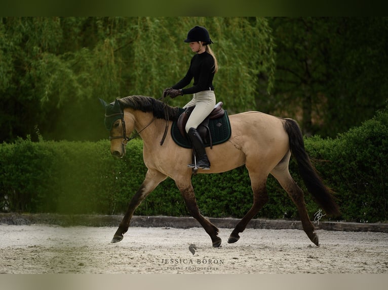 Cob Gelding 3 years 15,1 hh Dun in Kicin