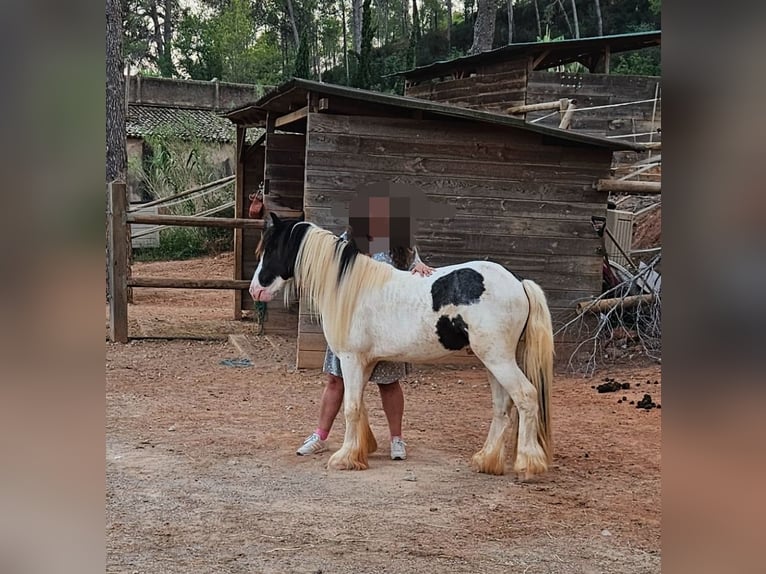 Cob Gelding 3 years Pinto in Castellbisbal