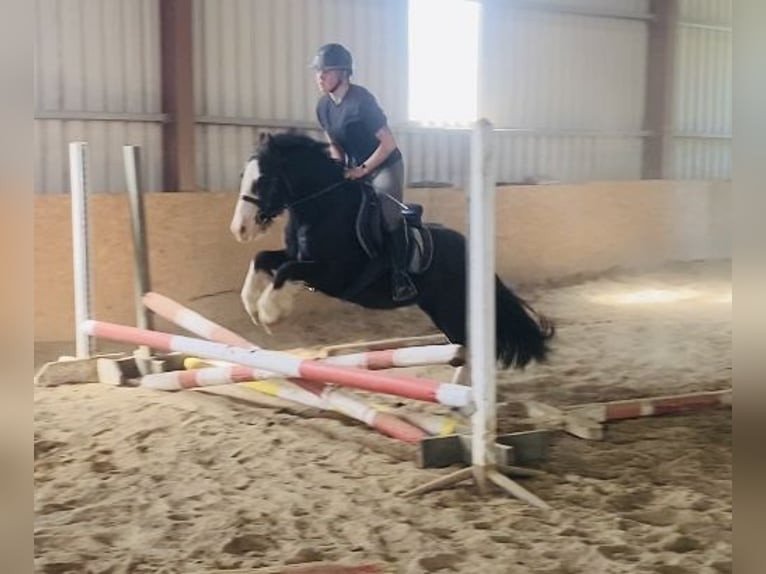 Cob Gelding 4 years 12,2 hh Black in Sligo