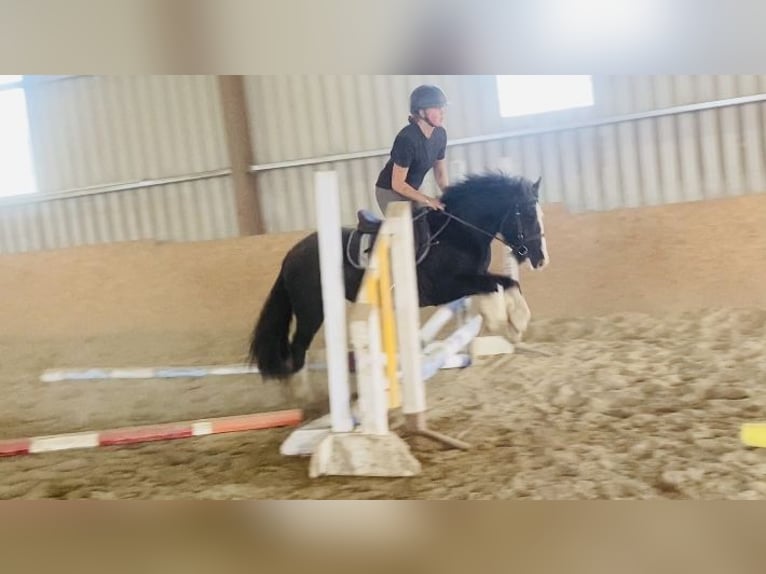 Cob Gelding 4 years 12,2 hh Black in Sligo