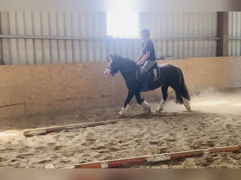 Cob Gelding 4 years 12,2 hh Black in Sligo