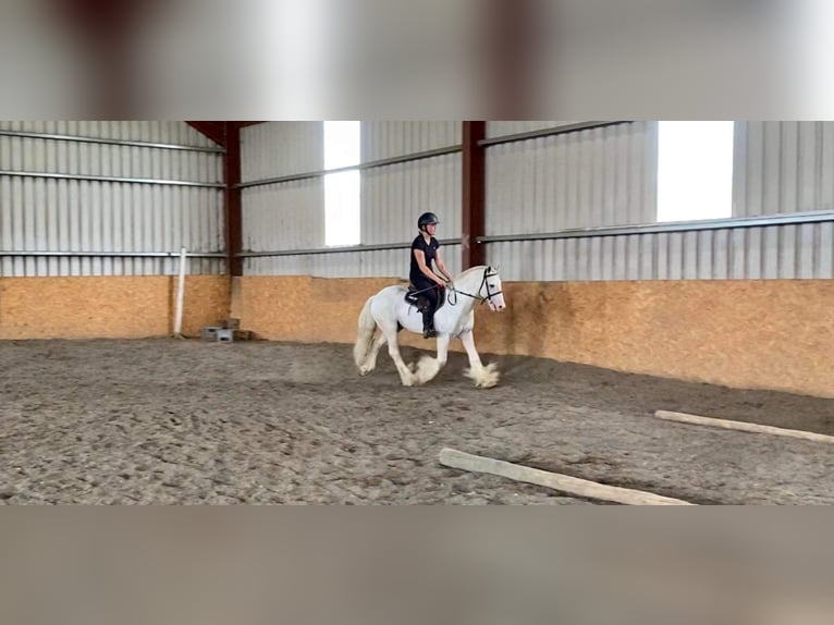 Cob Gelding 4 years 12,2 hh Gray in Sligo