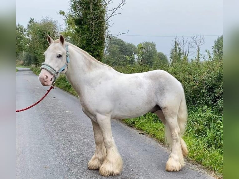 Cob Gelding 4 years 12,2 hh Gray in Sligo