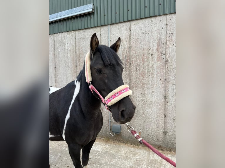 Cob Gelding 4 years 12 hh Pinto in Sligo