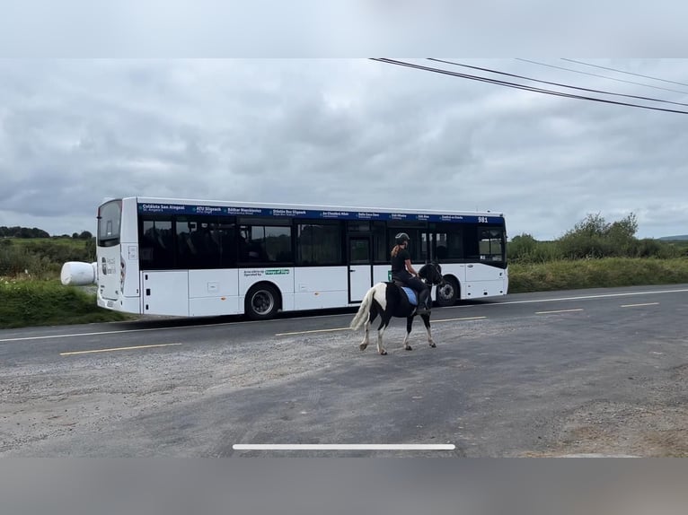 Cob Gelding 4 years 12 hh Pinto in Sligo
