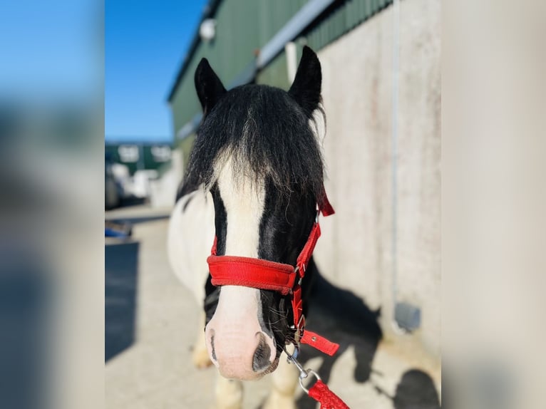 Cob Gelding 4 years 12,1 hh Pinto in Sligo