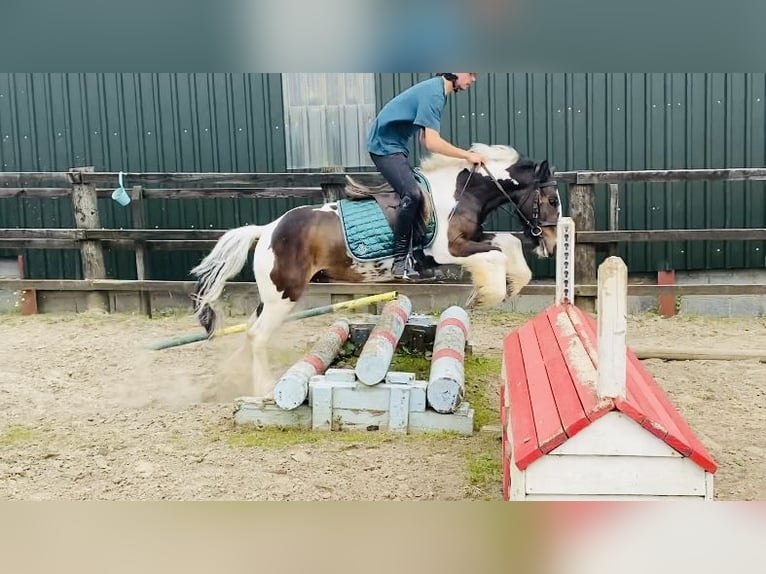Cob Gelding 4 years 12,2 hh Leopard-Piebald in Sligo