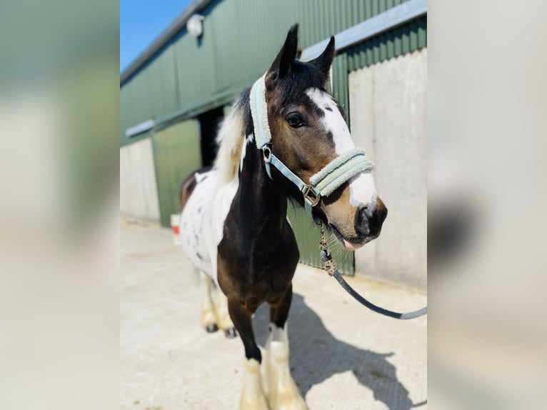Cob Gelding 4 years 12,2 hh Leopard-Piebald in Sligo