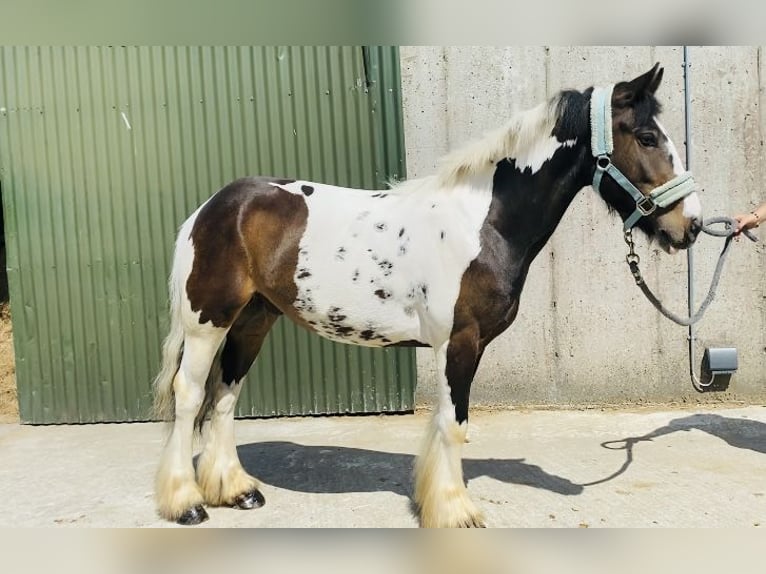Cob Gelding 4 years 12,2 hh Leopard-Piebald in Sligo