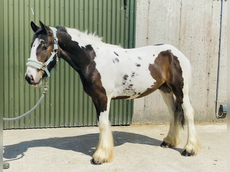 Cob Gelding 4 years 12,2 hh Leopard-Piebald in Sligo