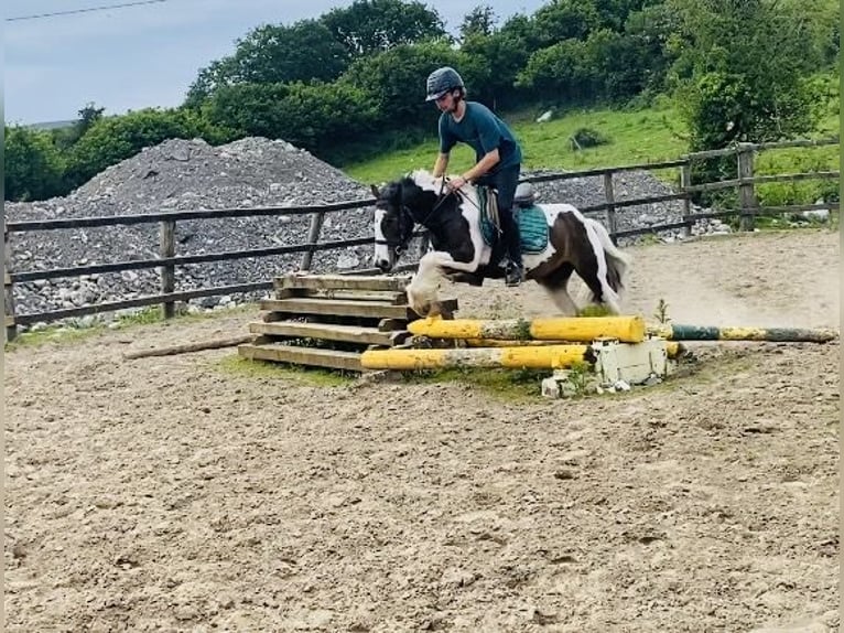 Cob Gelding 4 years 12,2 hh Leopard-Piebald in Sligo