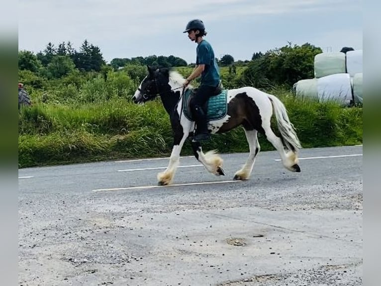 Cob Gelding 4 years 12,2 hh Leopard-Piebald in Sligo
