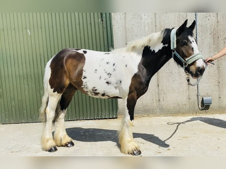 Cob Gelding 4 years 12,2 hh Leopard-Piebald in Sligo