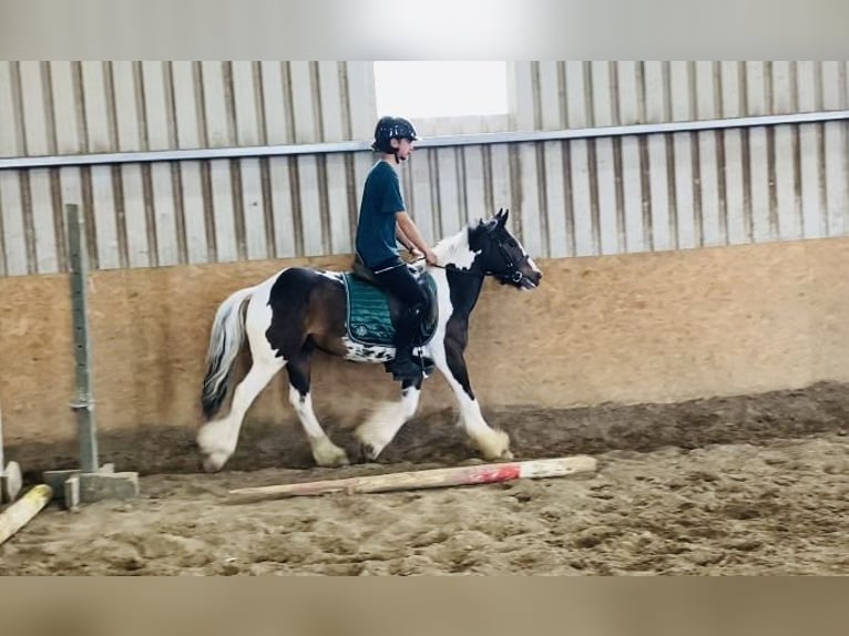Cob Gelding 4 years 12,2 hh Leopard-Piebald in Sligo