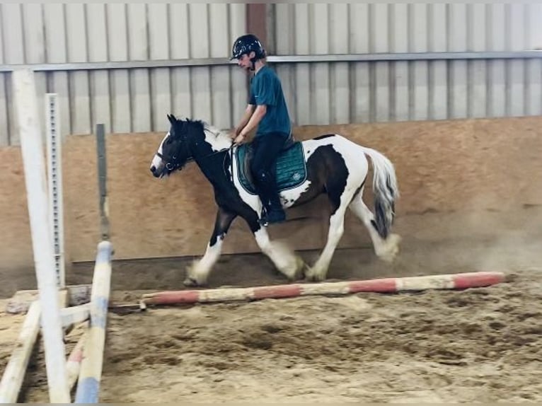 Cob Gelding 4 years 12,2 hh Leopard-Piebald in Sligo