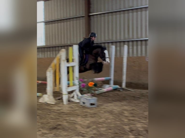 Cob Gelding 4 years 13.1 hh Black in Sligo