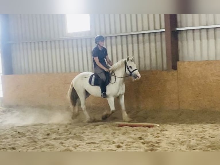 Cob Gelding 4 years 13,1 hh Gray in Sligo