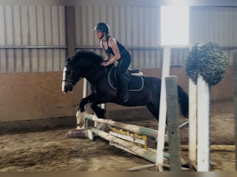 Cob Gelding 4 years 13.2 hh Bay in Sligo