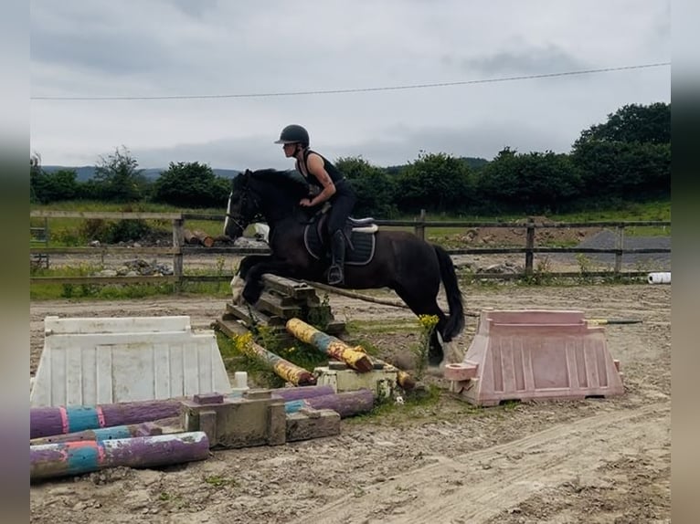 Cob Gelding 4 years 13.2 hh Bay in Sligo