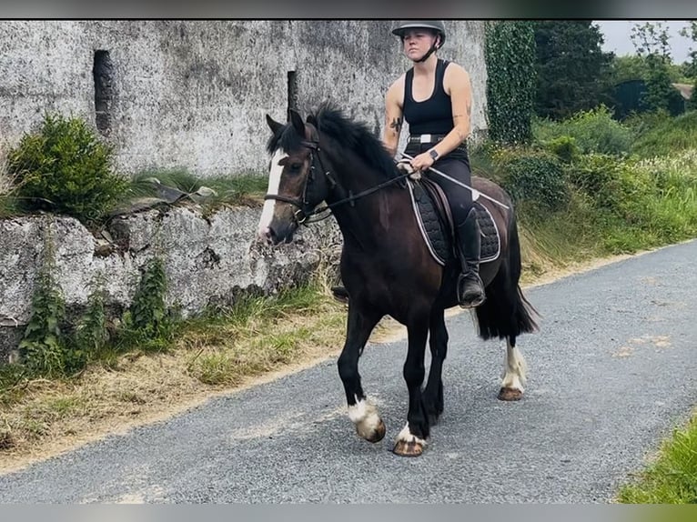 Cob Gelding 4 years 13.2 hh Bay in Sligo