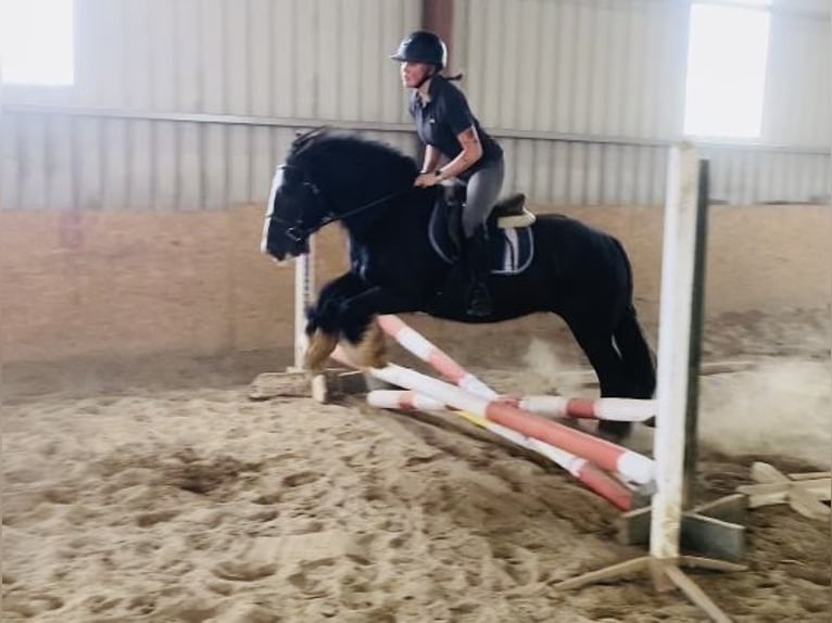 Cob Gelding 4 years 13,2 hh Black in Sligo