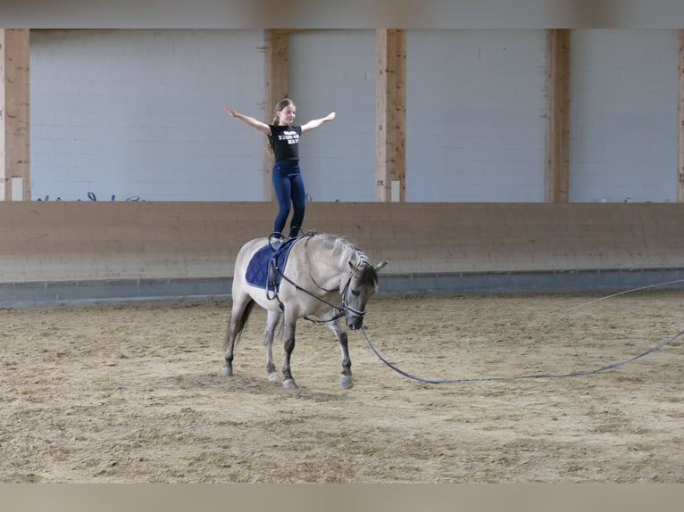 Cob Gelding 4 years 13.2 hh Dun in Ganschow