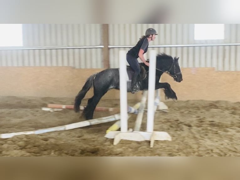 Cob Gelding 4 years 13,2 hh Gray-Blue-Tan in Sligo