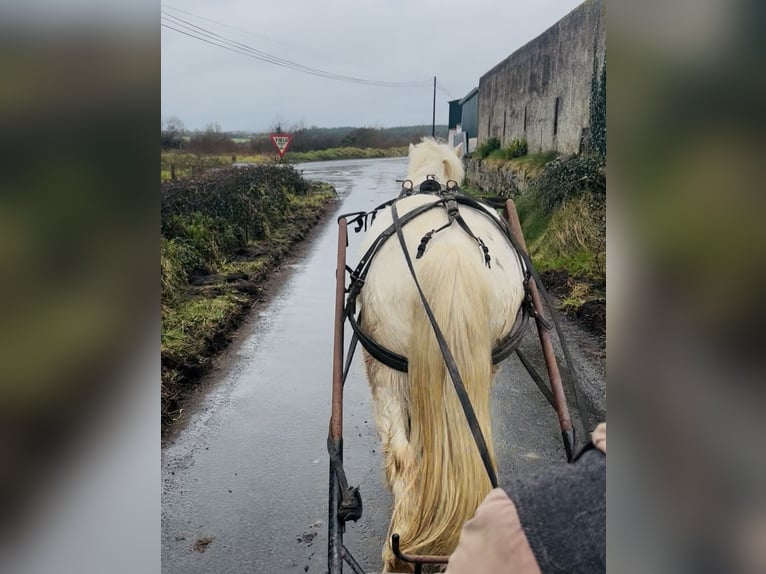Cob Gelding 4 years 13.2 hh Leopard-Piebald in Sligo
